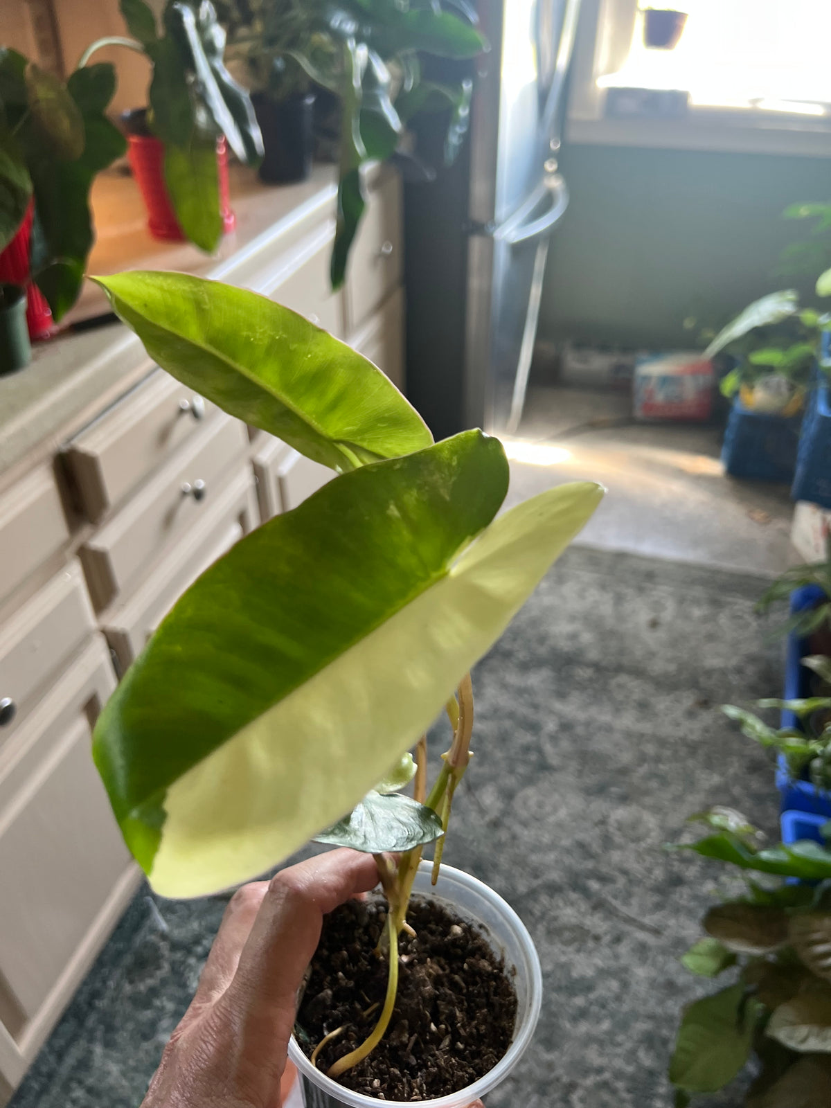 Philodendron Burle Marx Variegated