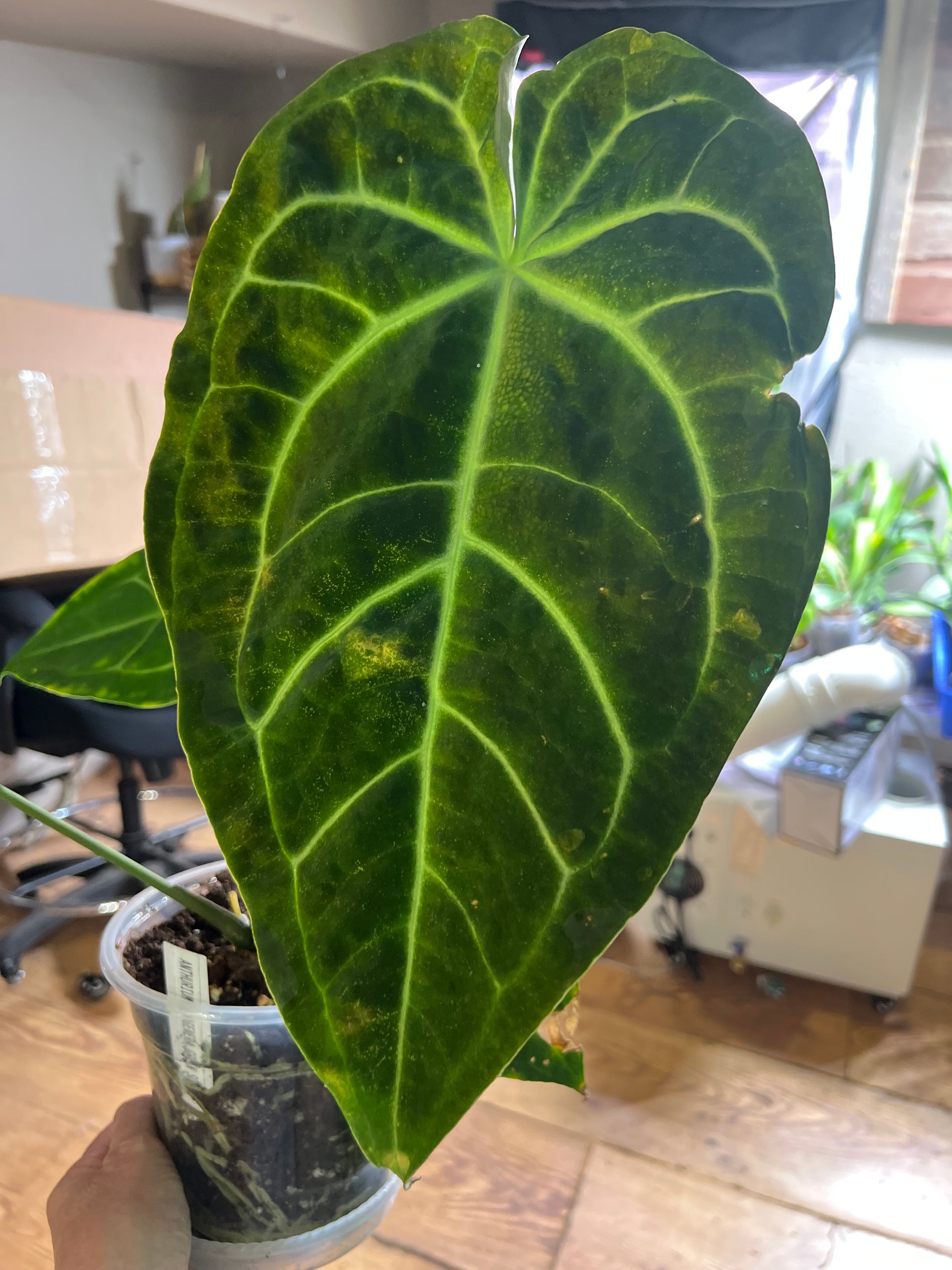 Anthurium ‘Ecuagenera Green Soul’ × Anthurium forgetii