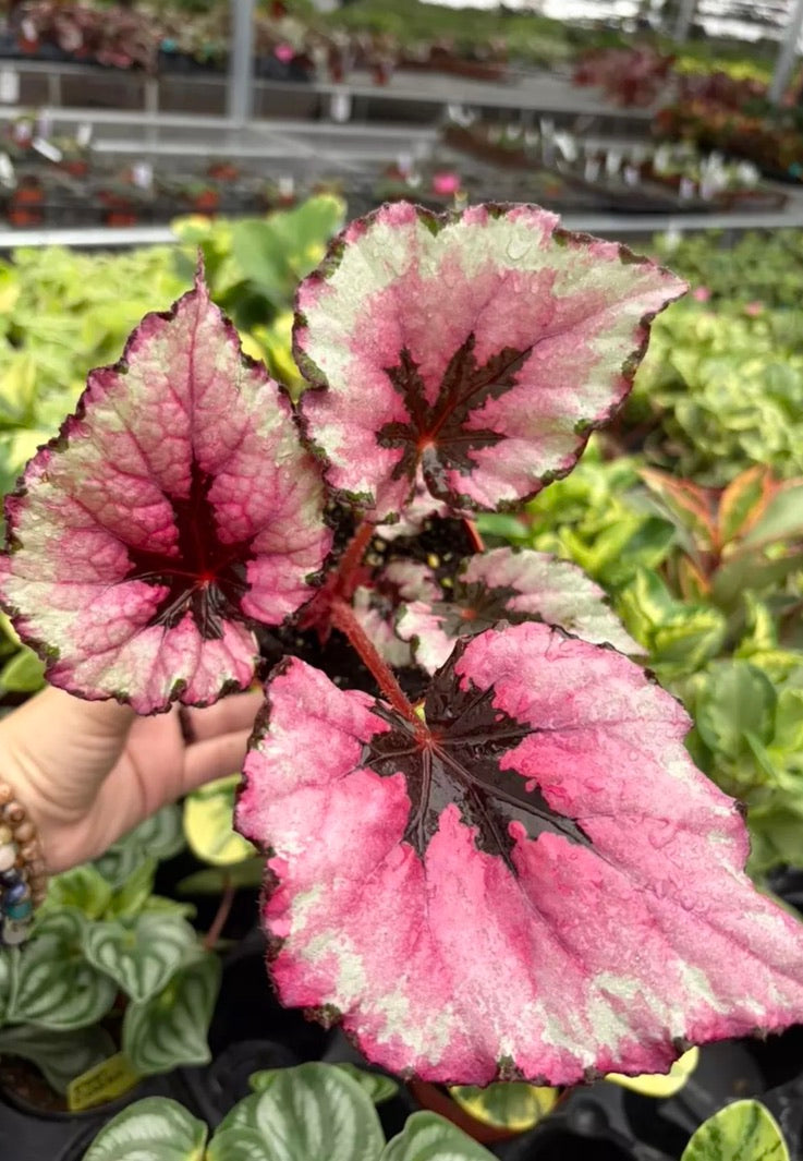 Begonia Kotobuki live begonia from Mulliken Nursery