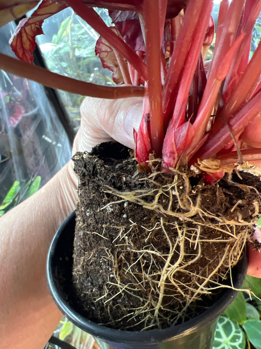 Begonia Otetka live plant foliage and detail view 3