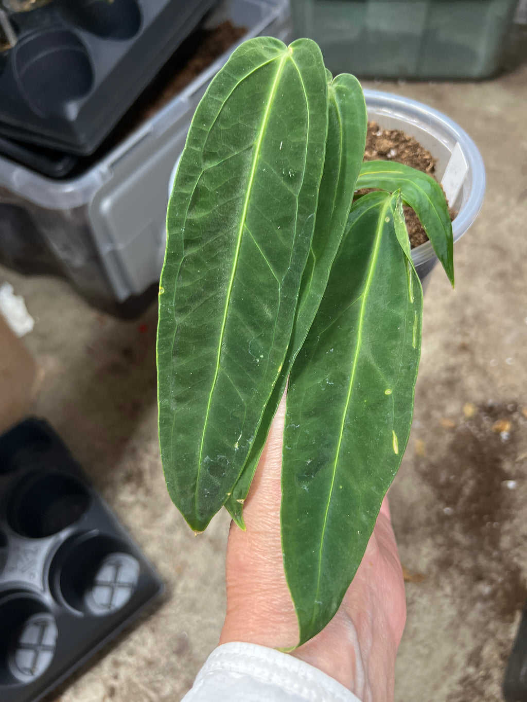 Anthurium Warocqueanum