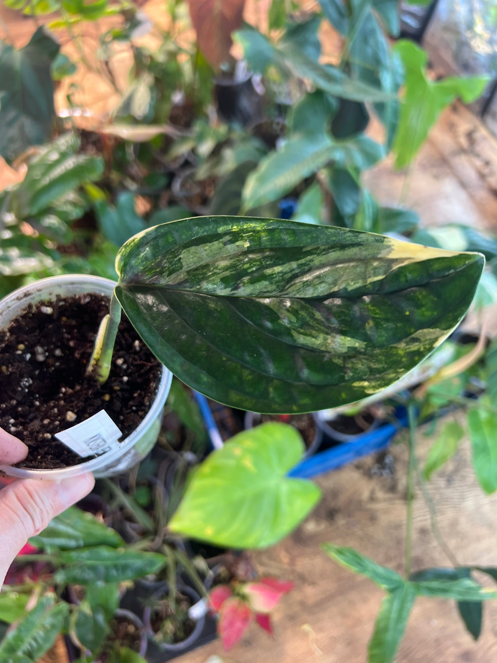 Monstera Peru variegated