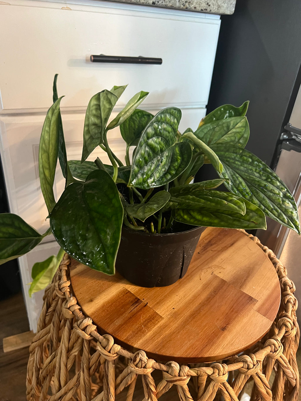 Monstera Peru