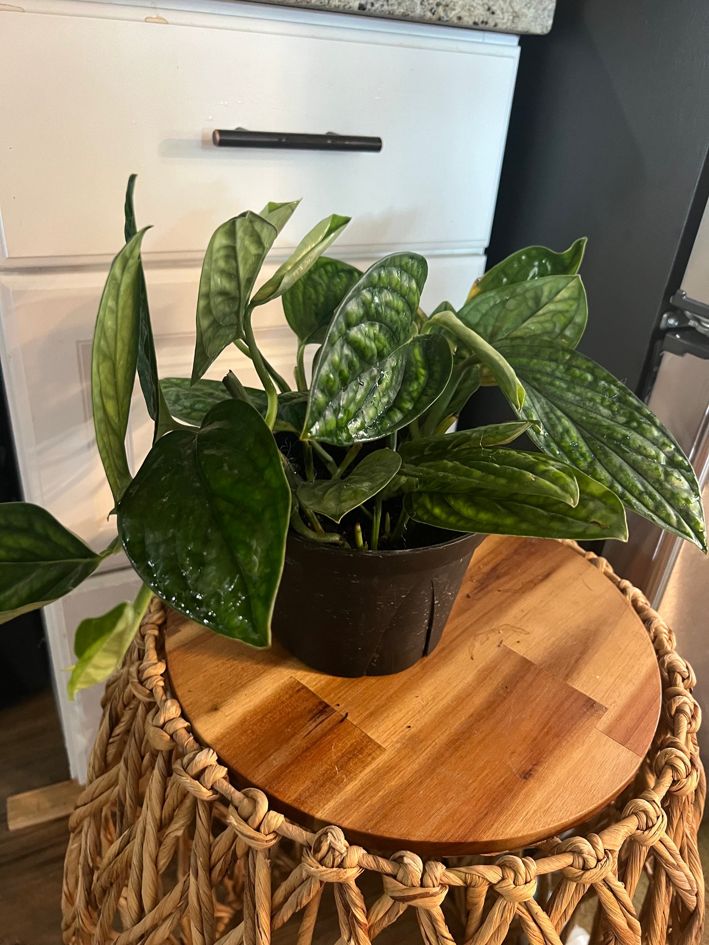 Monstera Peru live monstera from Mulliken Nursery