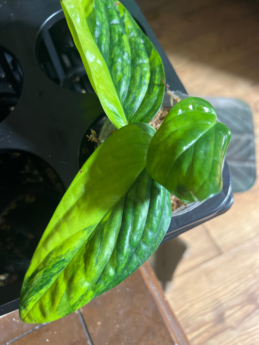 Monstera Peru variegated