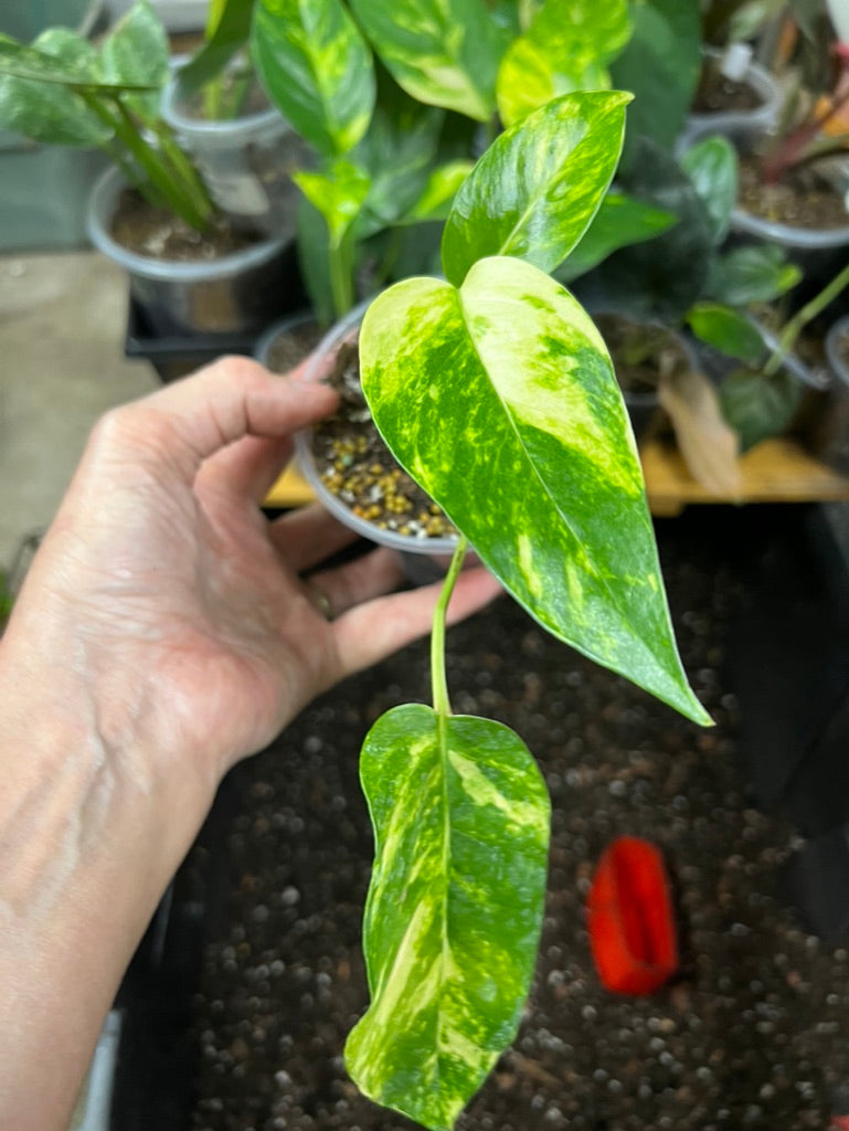 Epipremnum pinnatum 'Yellow Flame' 🌿🔥