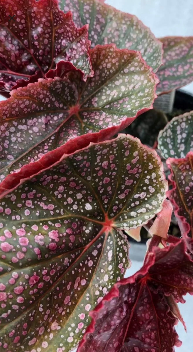 Begonia Benigo Pink