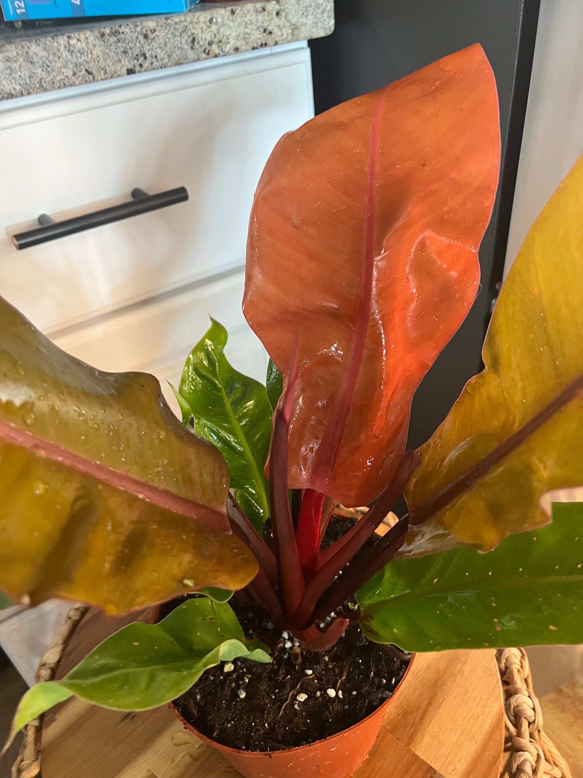 Philodendron Prince of Orange