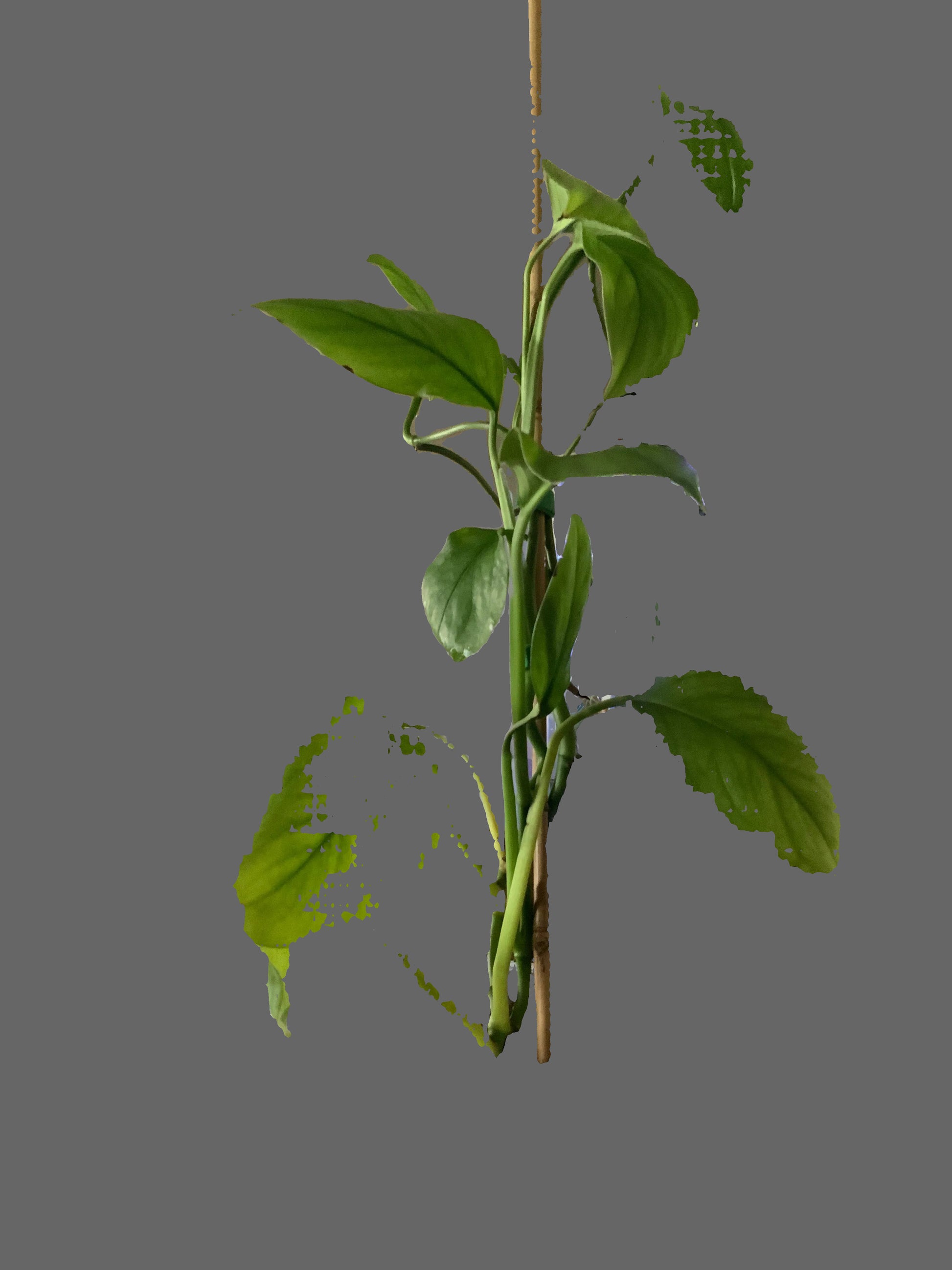 Philodendron Hederaceum