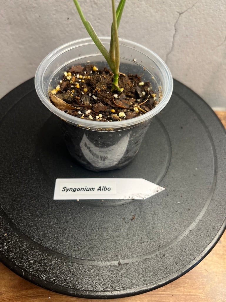 Syngonium Albo live plant foliage and detail view 2