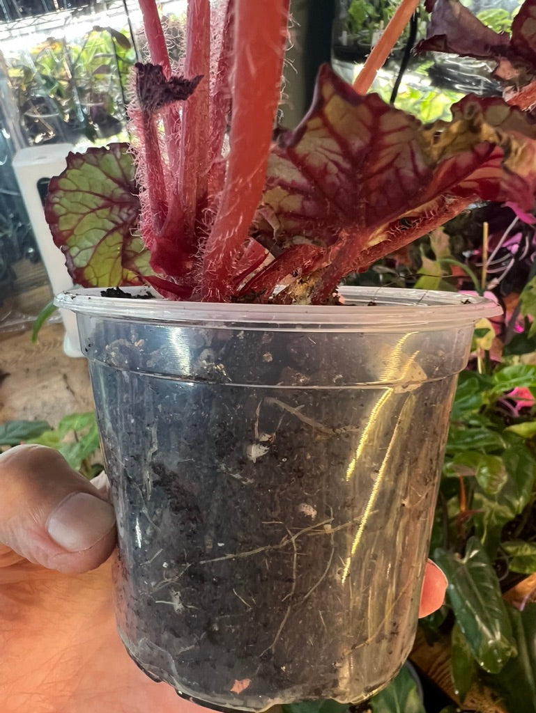 Begonia Red Robin