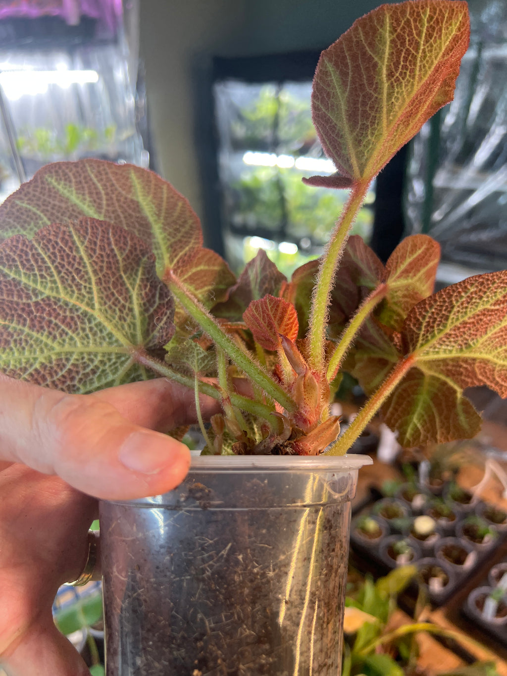 Begonia 2