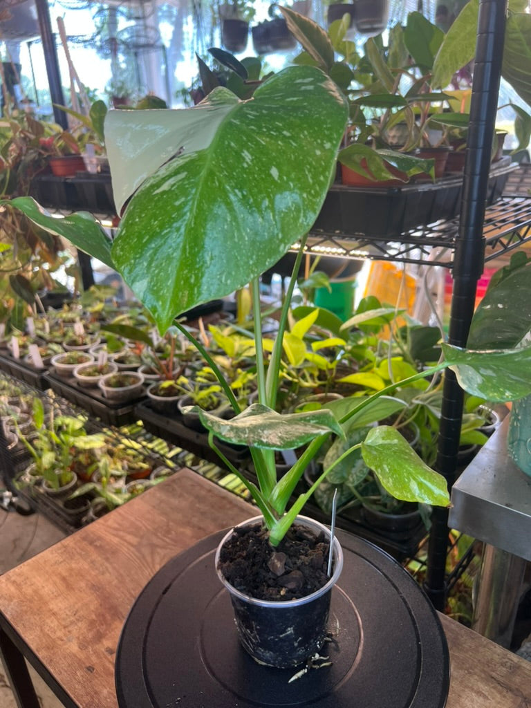 Monstera Thai Constellation live monstera from Mulliken Nursery