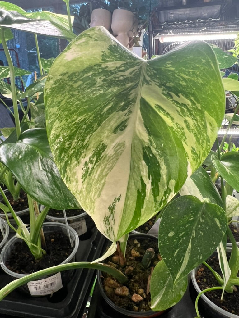Monstera Thai Constellation live plant foliage and detail view 3