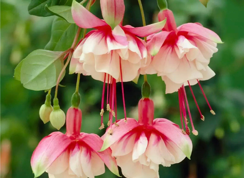 Fuchsia El Camino