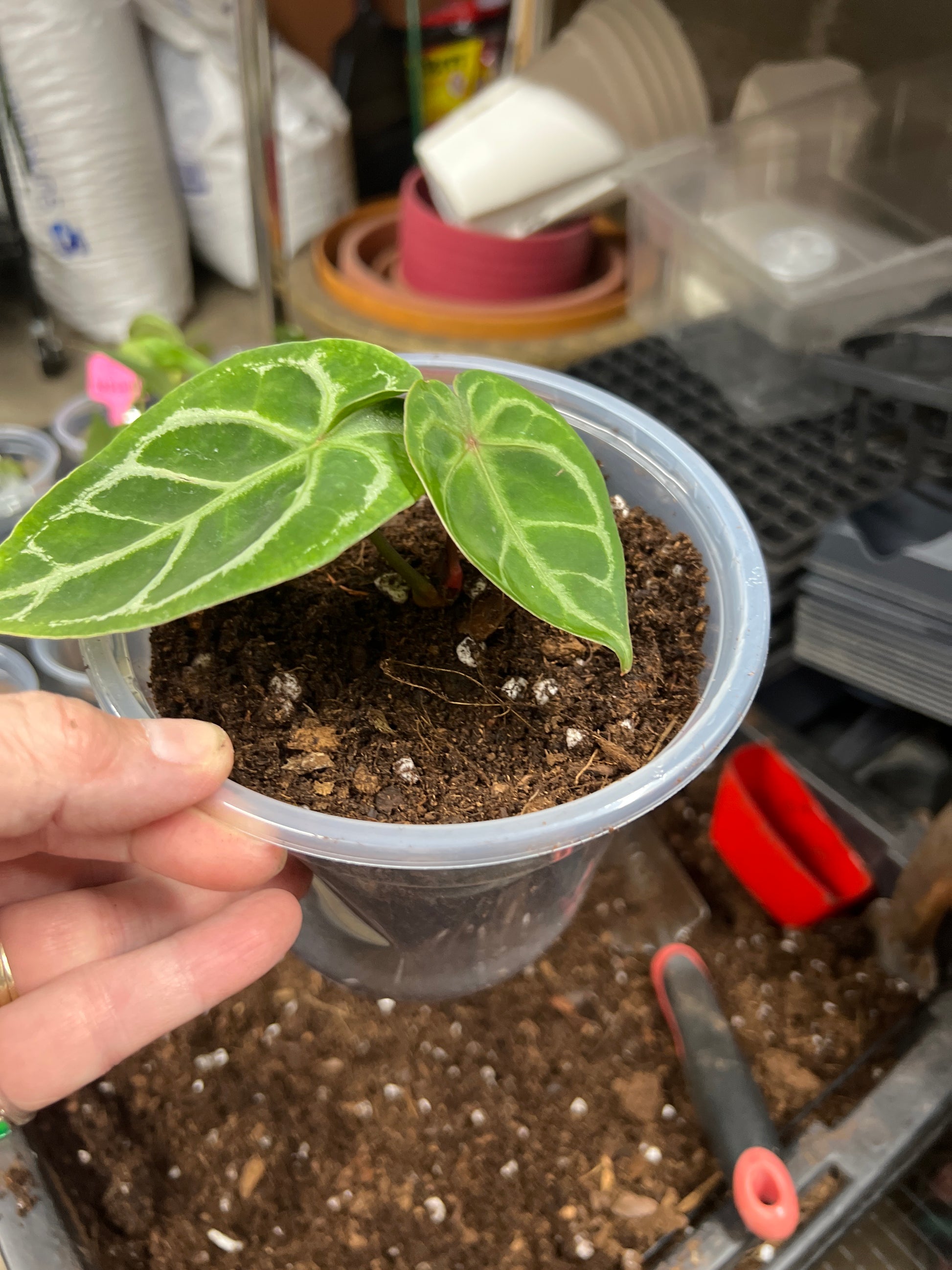 Anthurium  Papillilaminum x Crystal D.F.