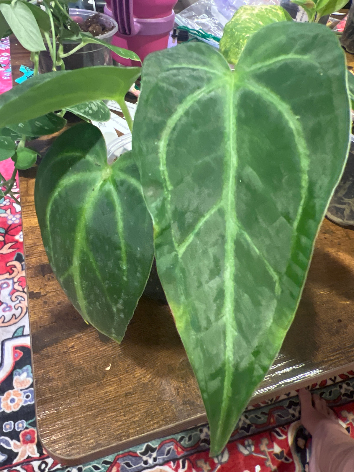 Anthurium Yasuni Heart