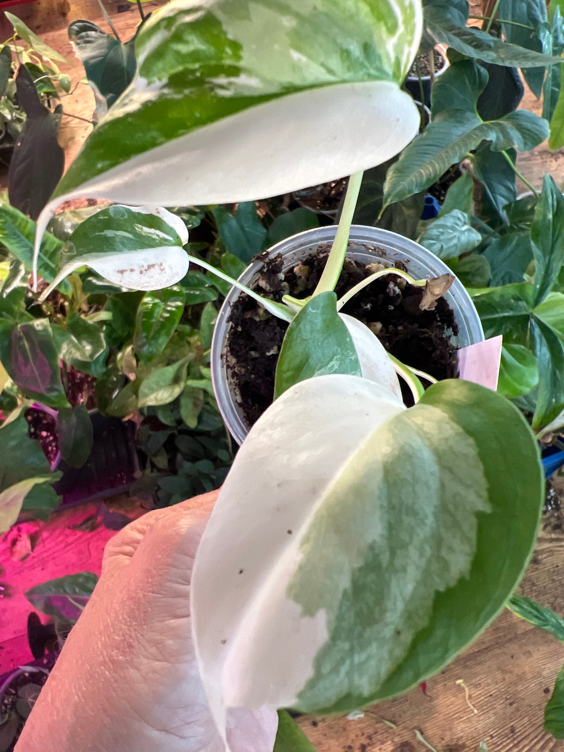Monstera Borsigiana Albo