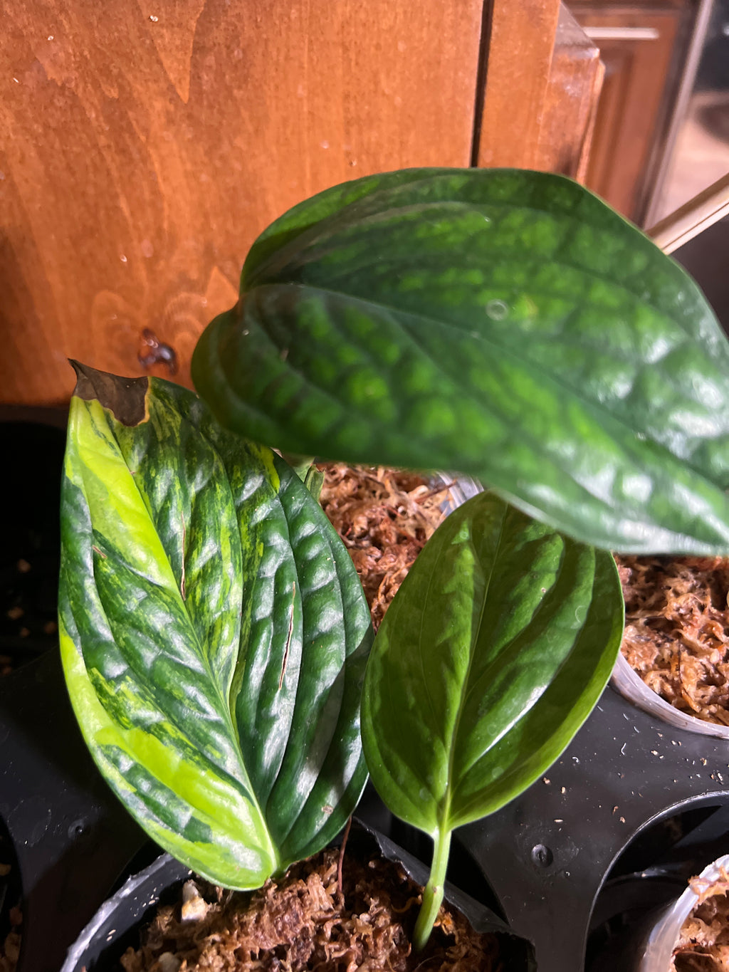 Monstera Peru variegated