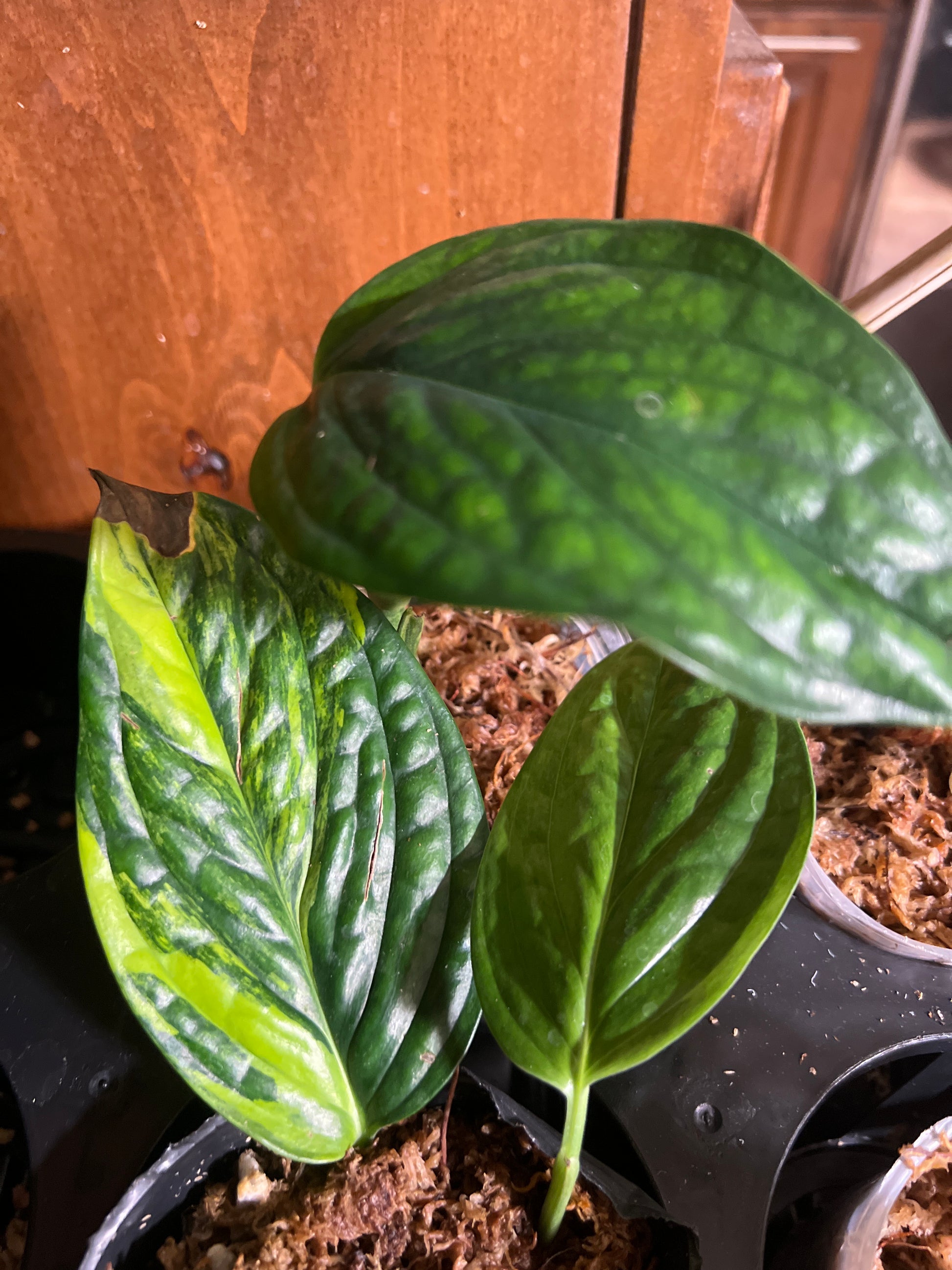 Monstera Peru variegated