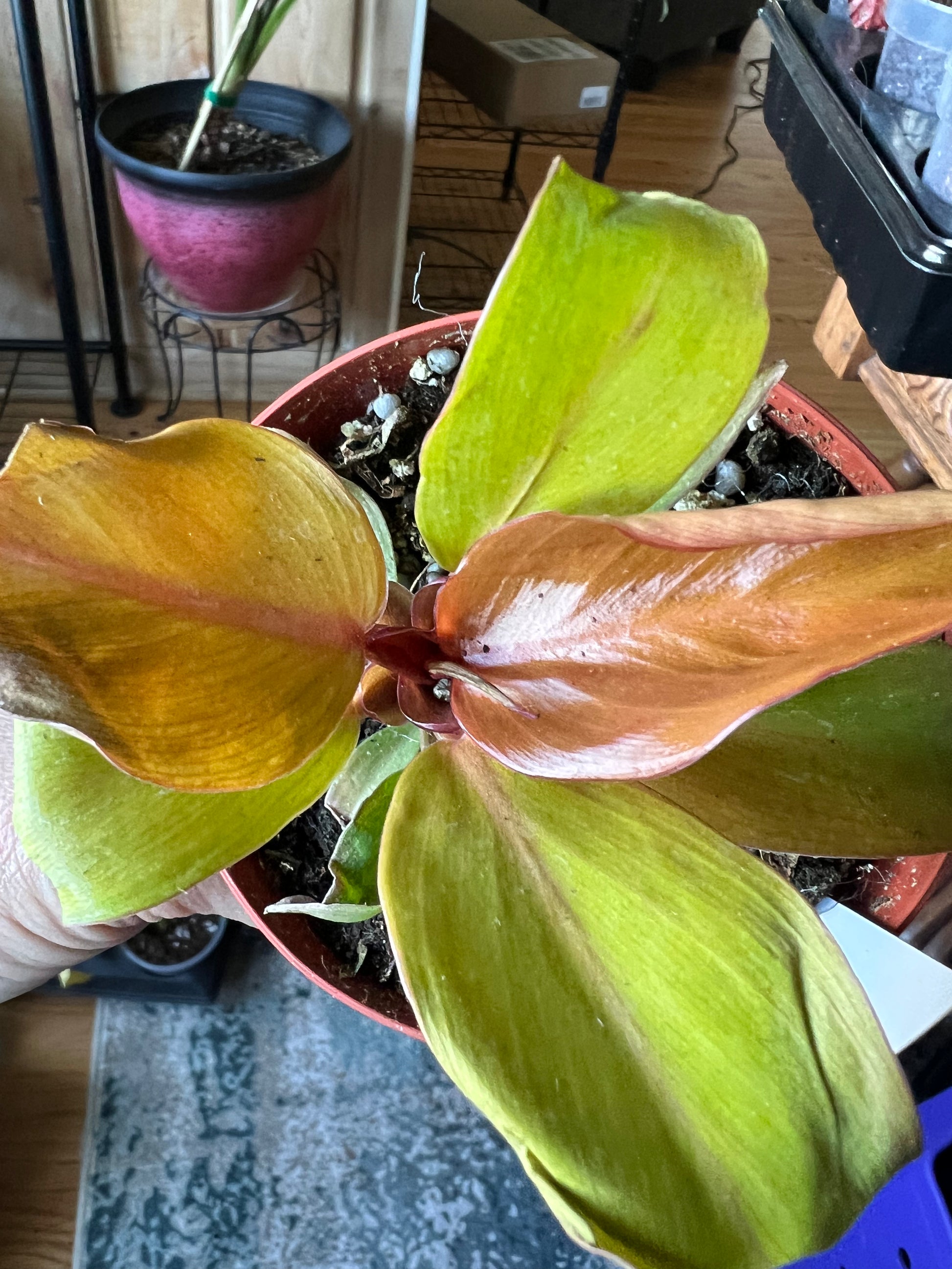 Philodendron McColley’s Finale – Rare Color Changing Philodendron