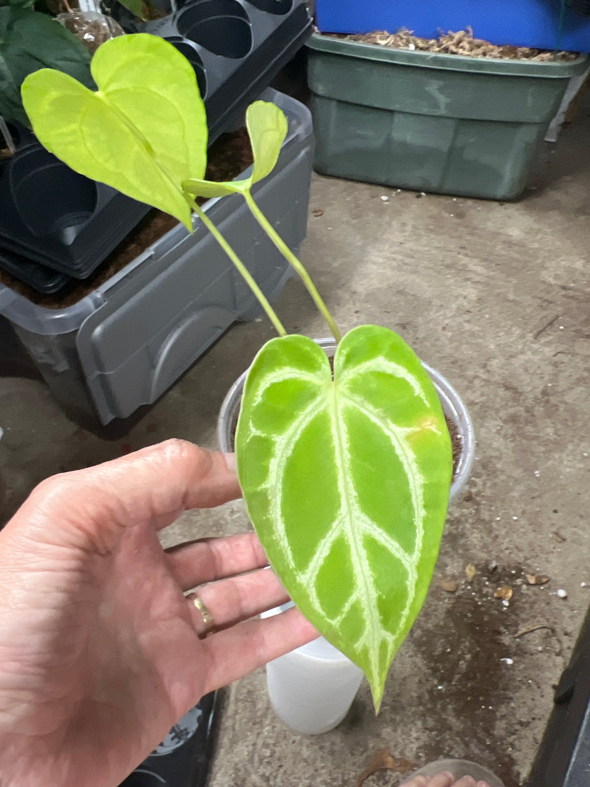 Anthurium Crystallinum