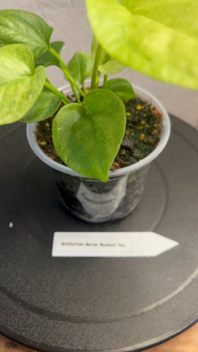 Anthurium Aurea Hookeri Var.
