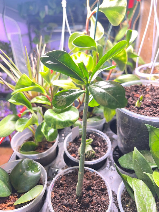 Desert Rose (Adenium obesum)