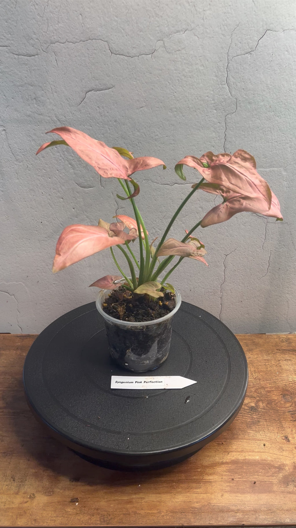 Syngonium Pink Perfection