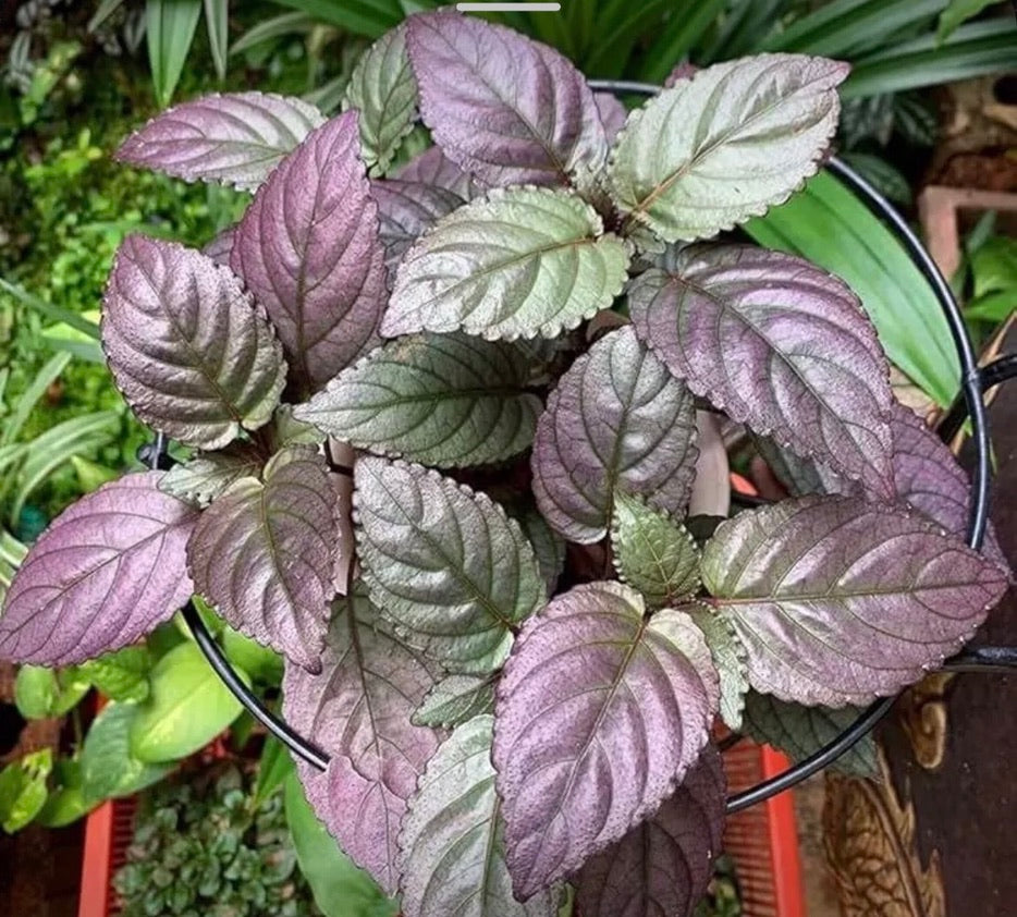 Hemigraphis Purple Silver