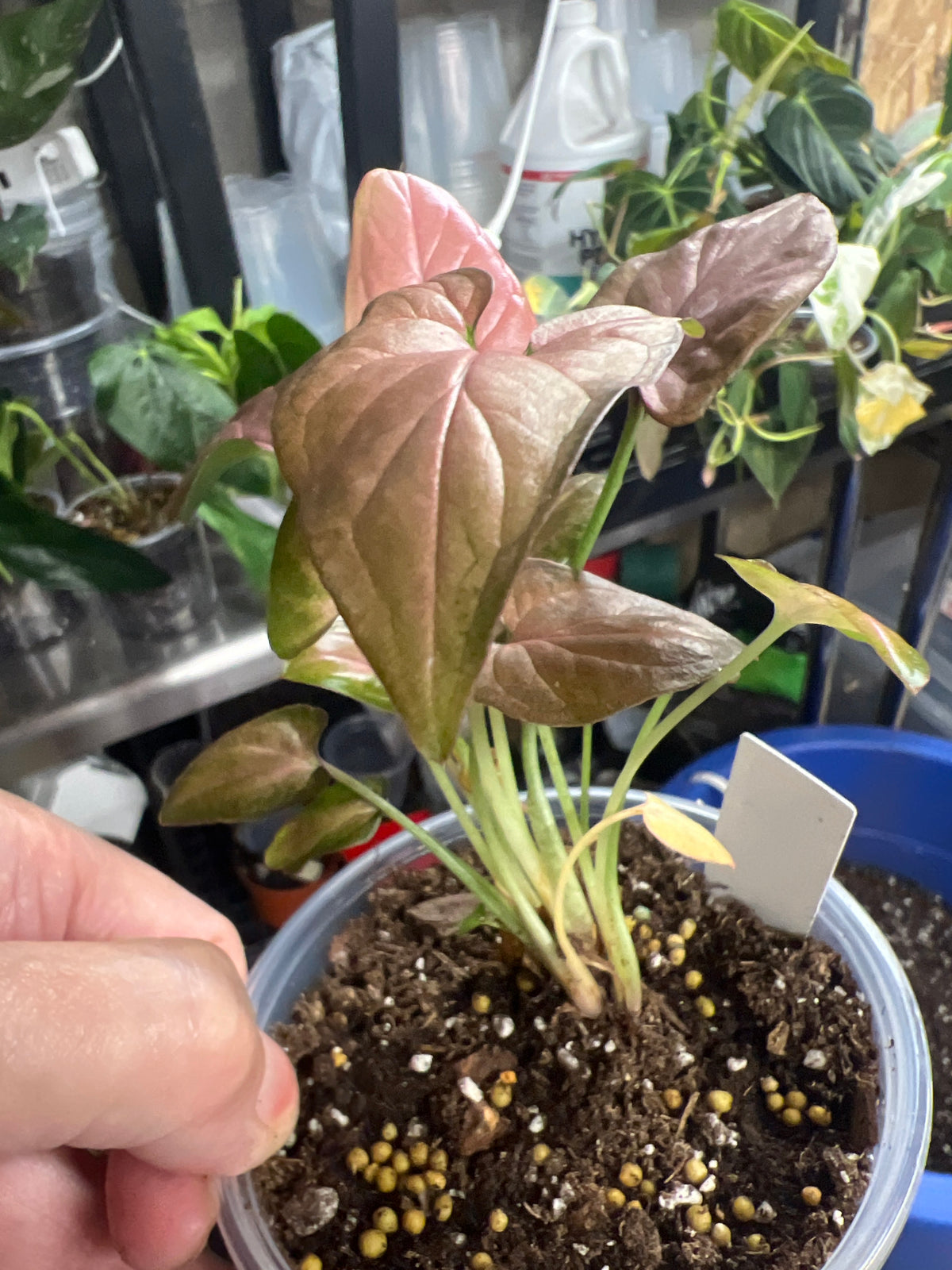 Syngonium Red Spot Tricolor