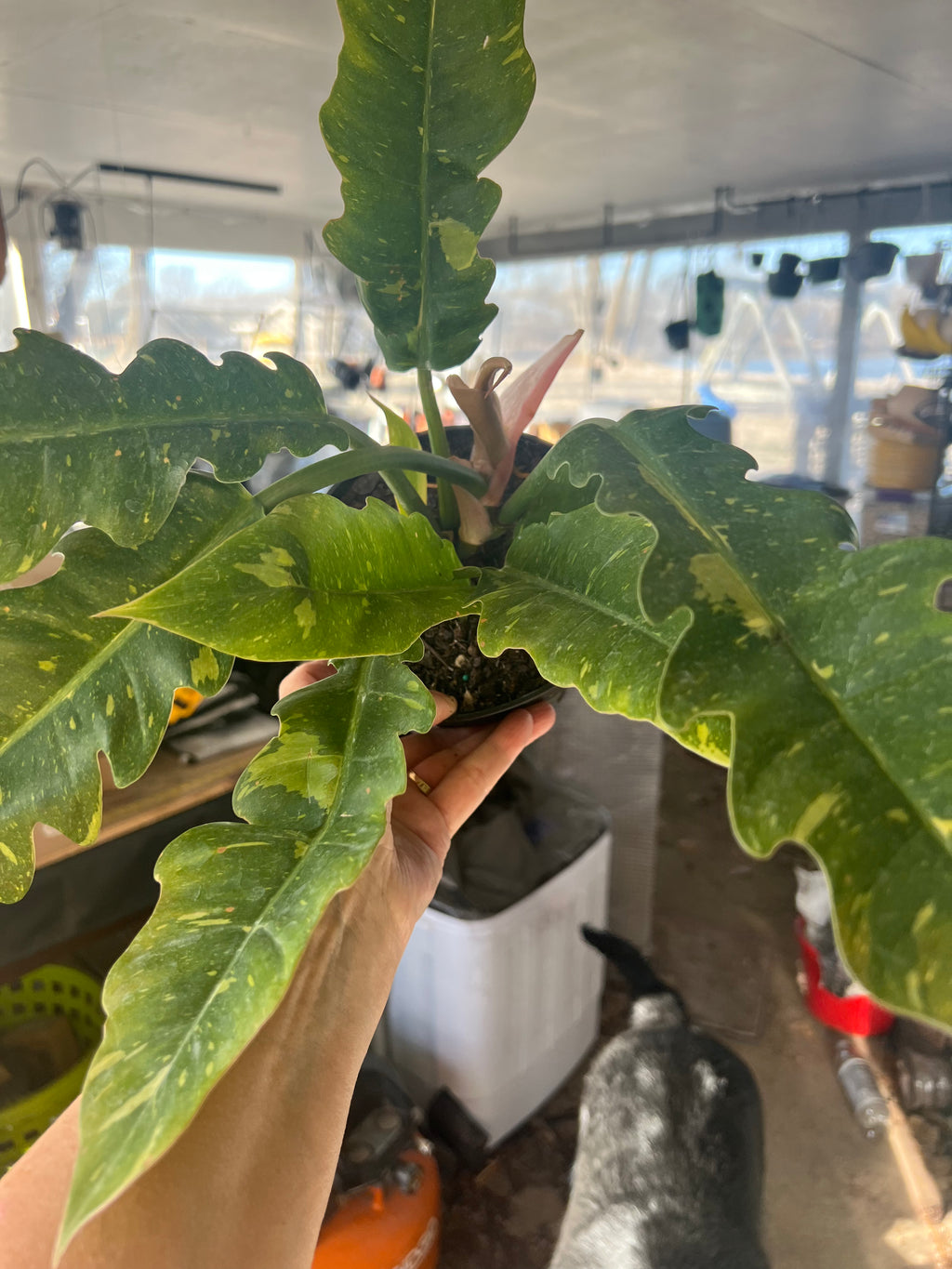 Philodendron Ring Of Fire (ROF)