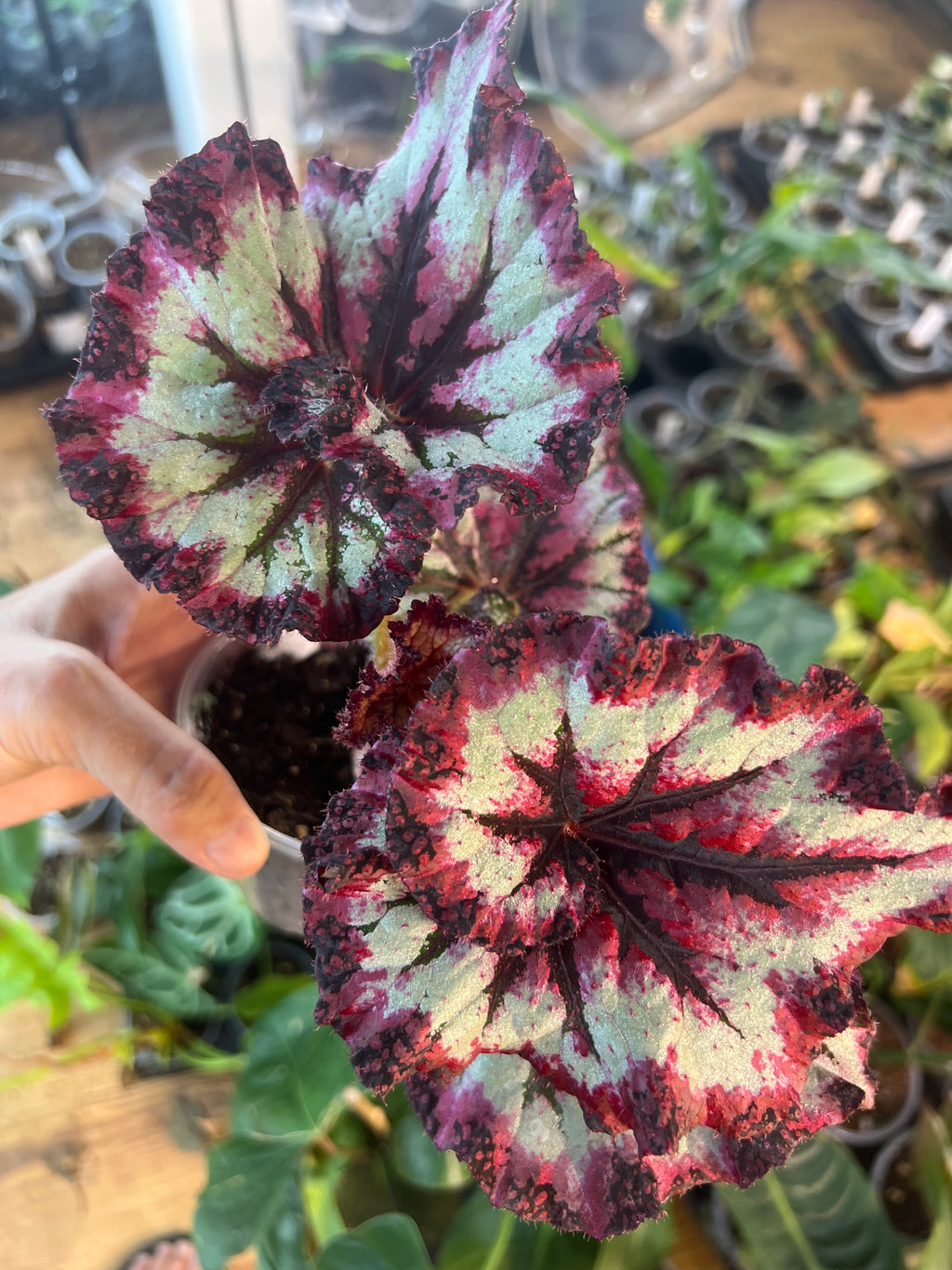 Begonia Harmony's Strawberry Shortcake live plant foliage and detail view 3