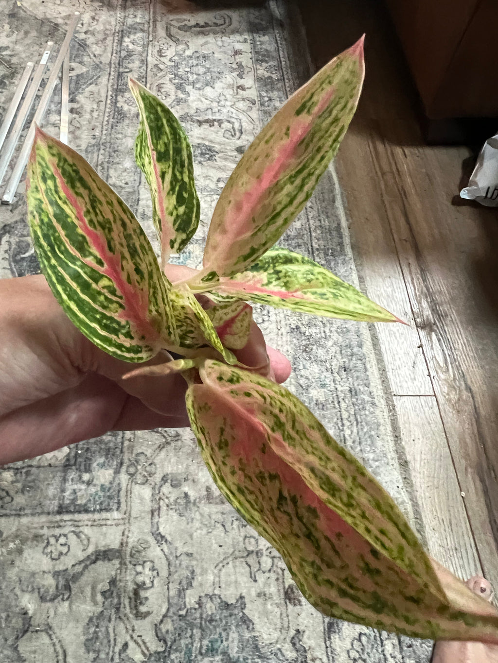 Aglaonema Venus