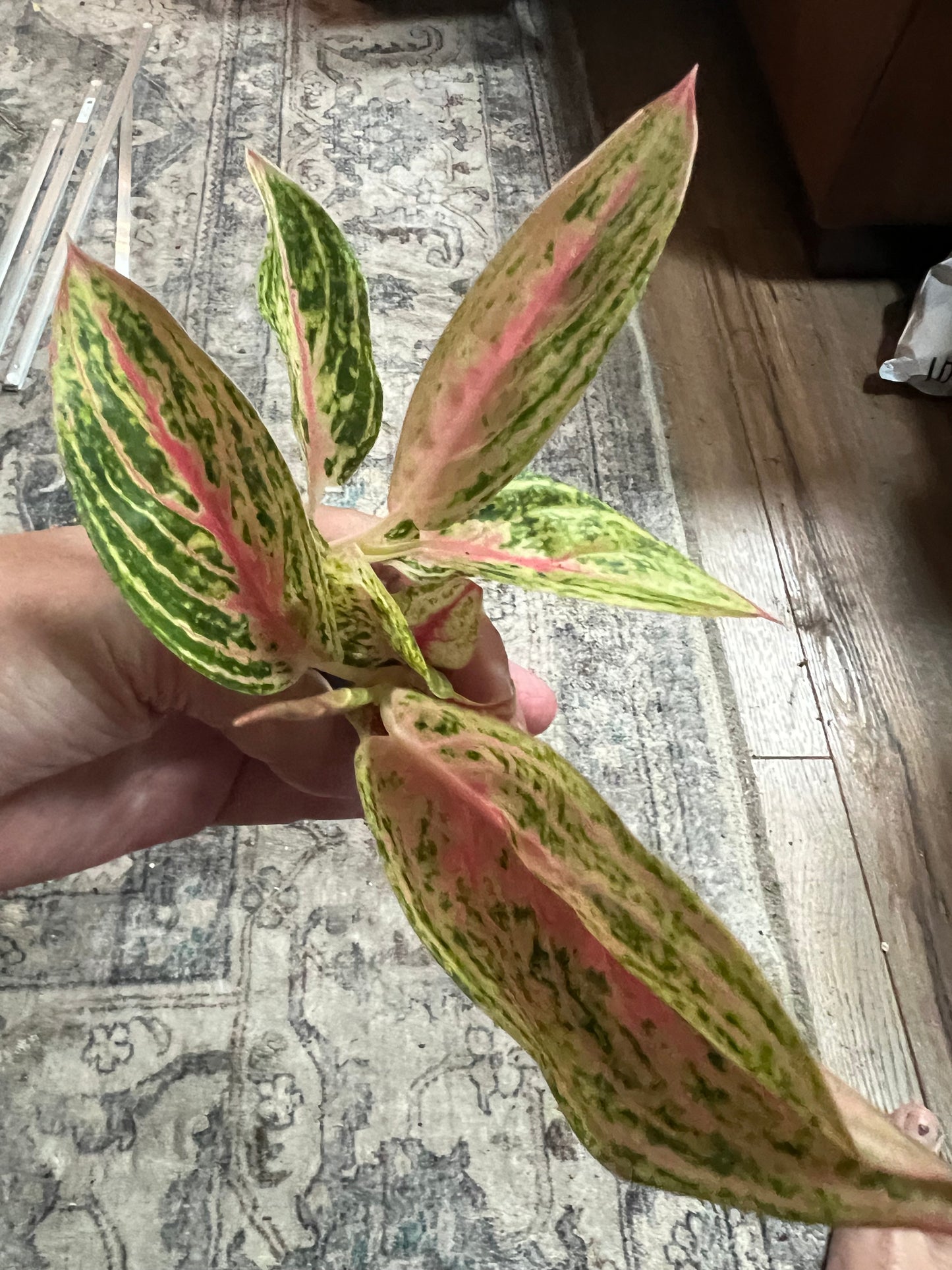 Aglaonema Venus