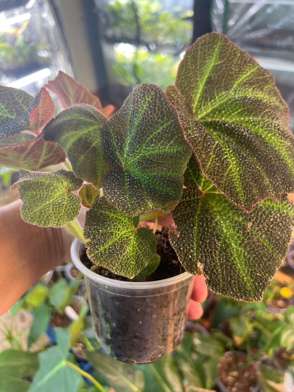 Begonia 2