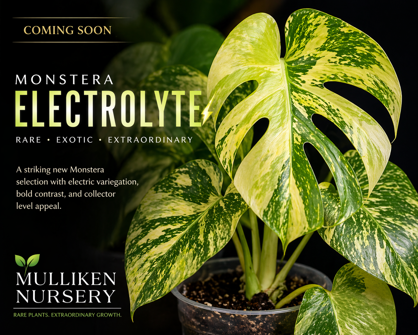 Monstera Electrolyte – Coming Soon | Rare Collector Monstera
