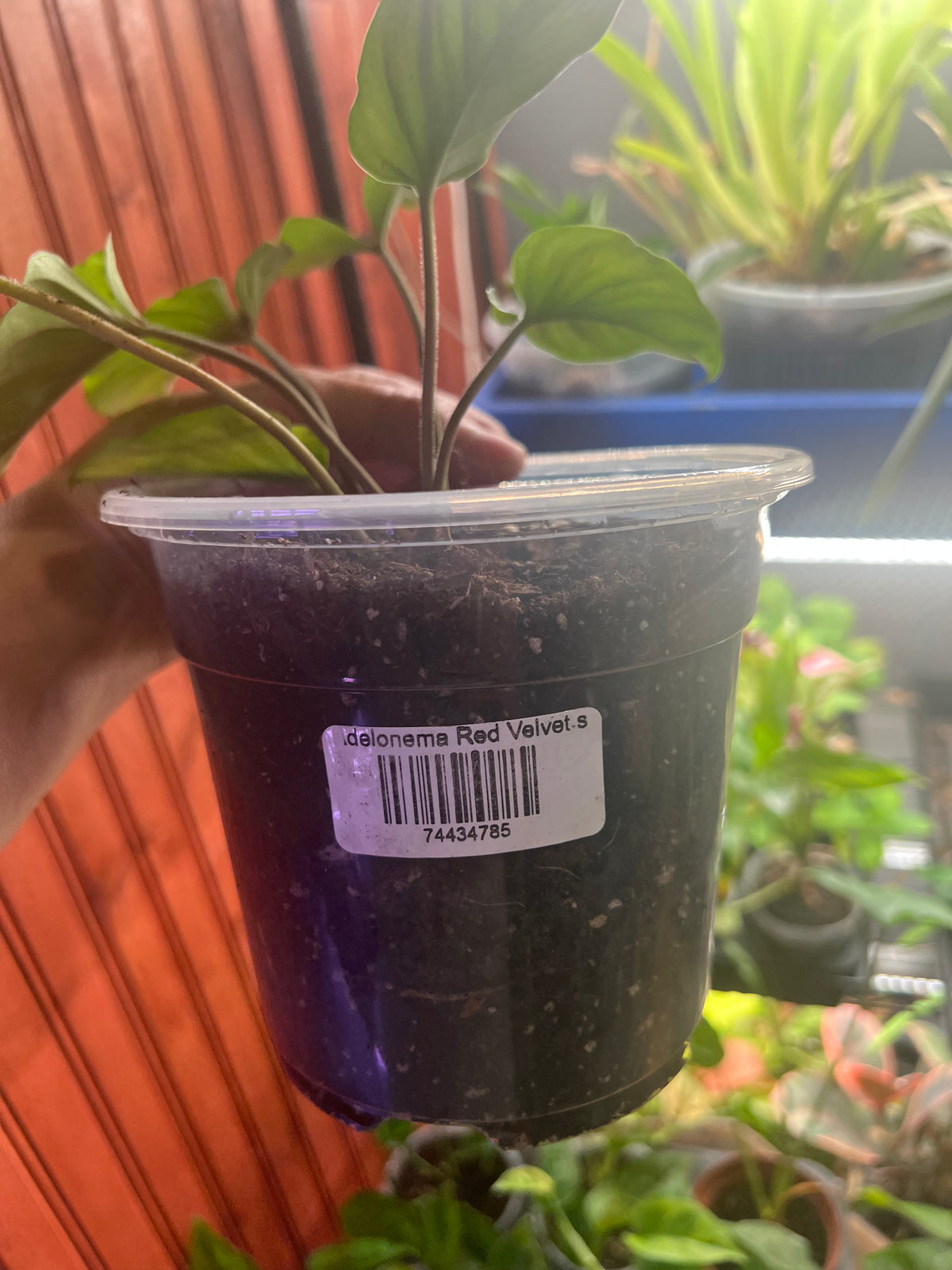 Adelonema Red Velvet