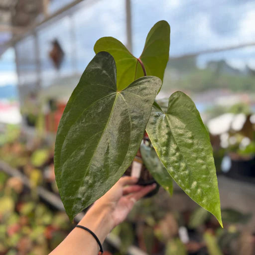 Anthurium Napo live anthurium from Mulliken Nursery