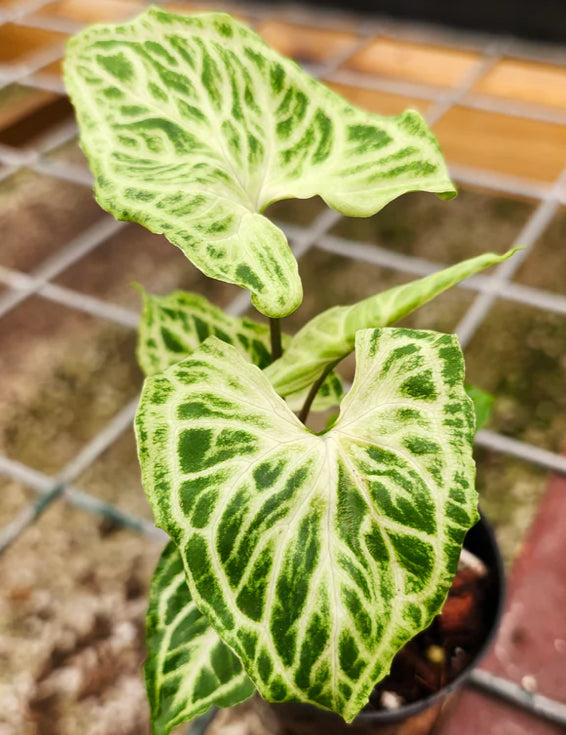 Syngonium Batik