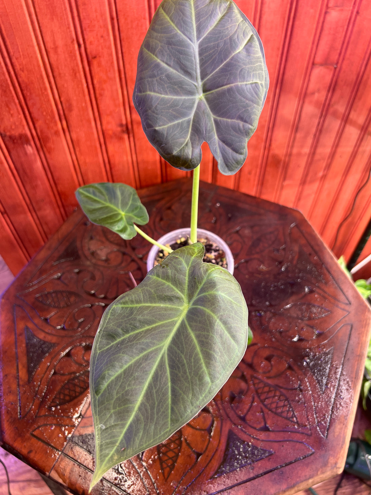 Alocasia Regal Shield