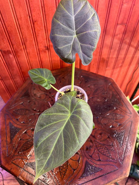 Alocasia Regal Shield
