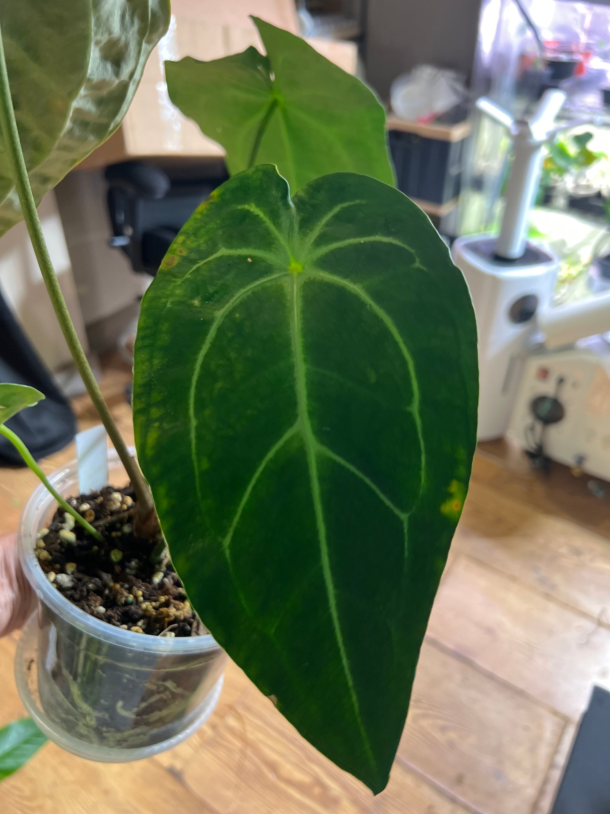 Anthurium ‘Ecuagenera Green Soul’ × Anthurium forgetii