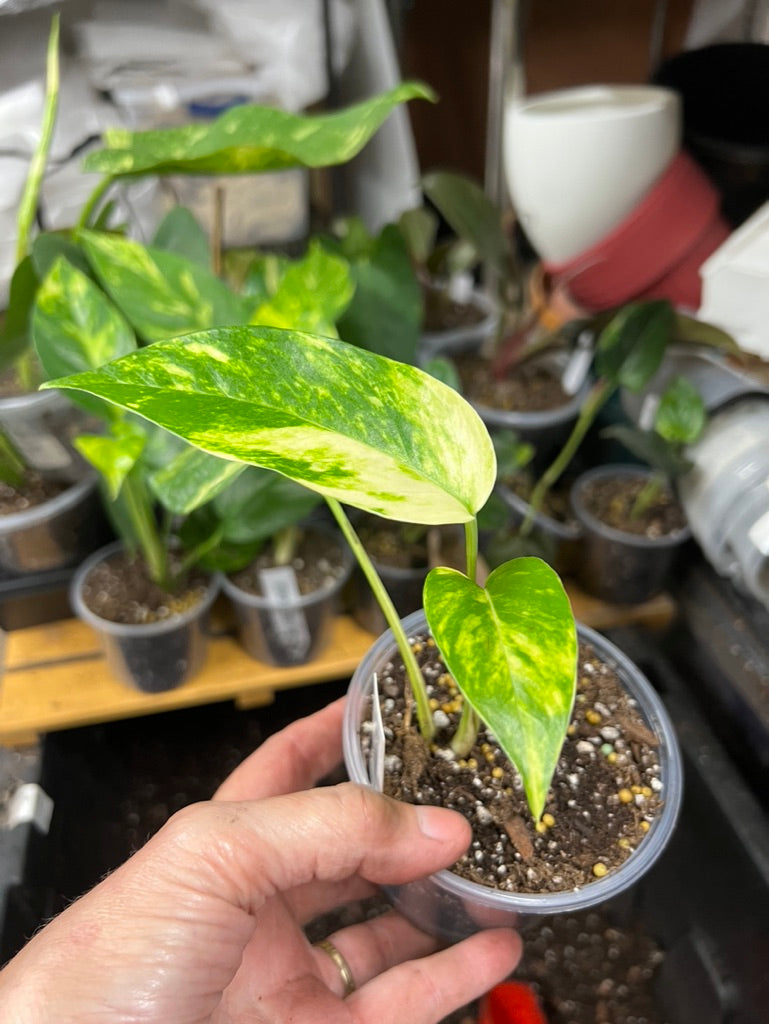 Epipremnum pinnatum 'Yellow Flame' 🌿🔥