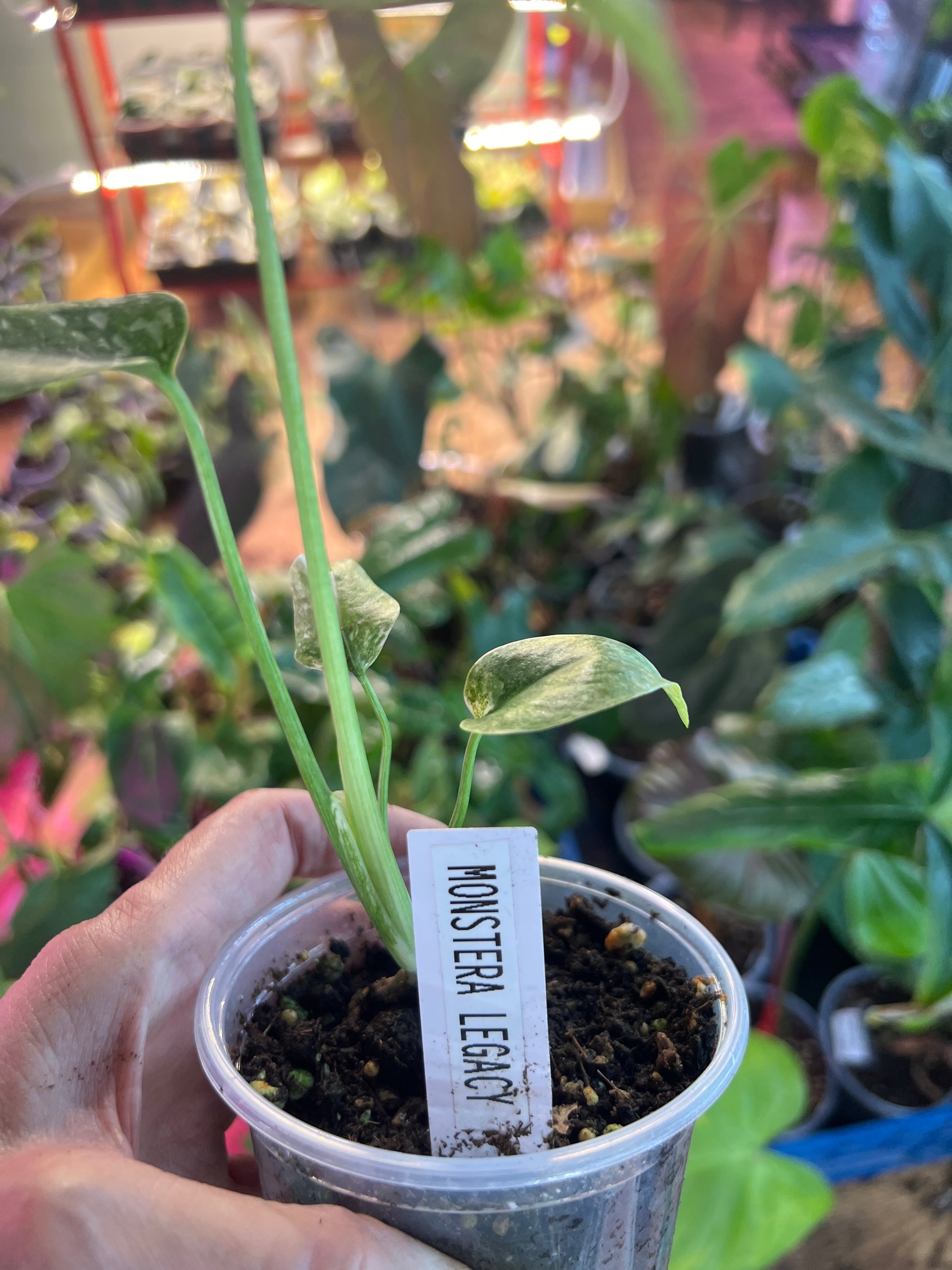 Monstera Legacy