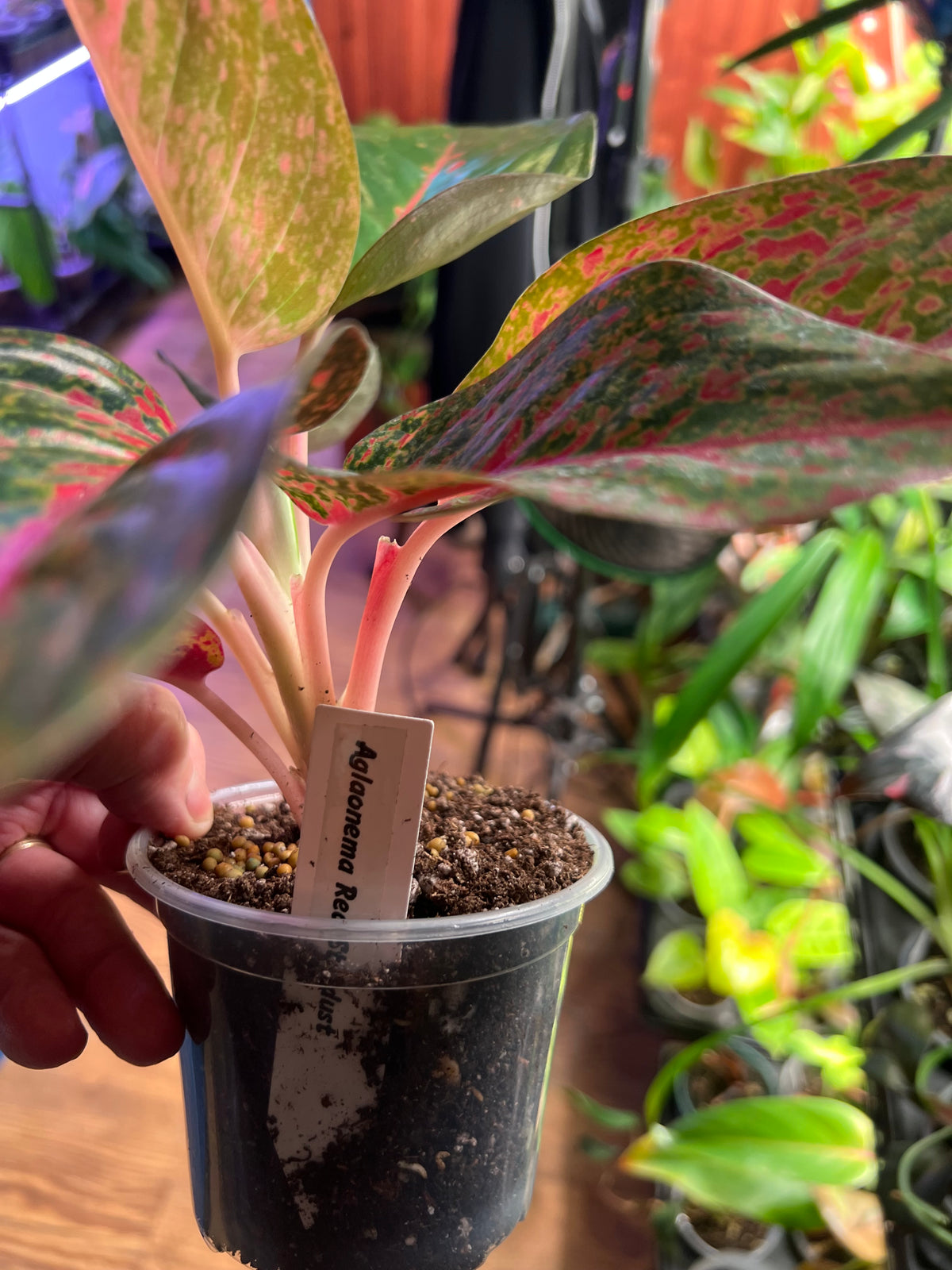 Aglaonema Red Panama