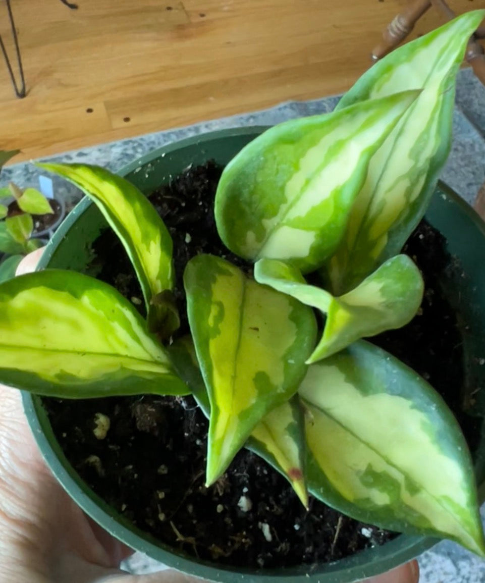 Hoya Carnosa Krimson Princess – Rare Variegated Wax Plant