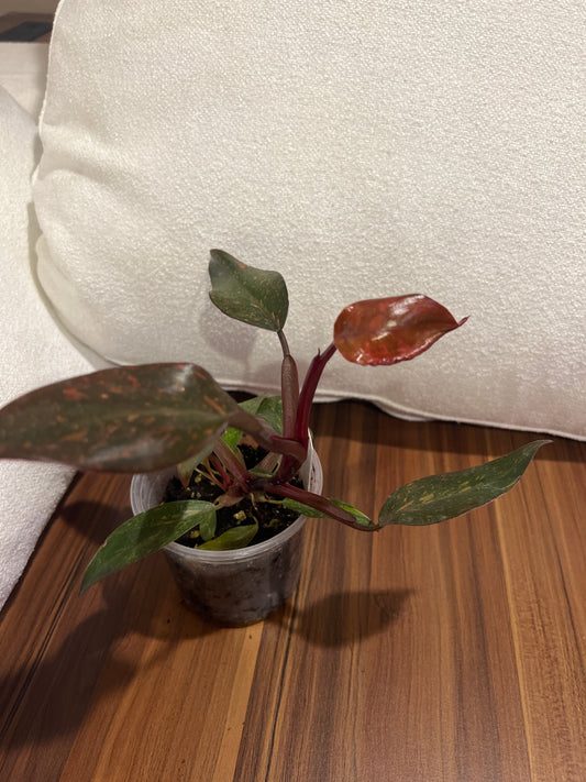 Philodendron Prince of Orange