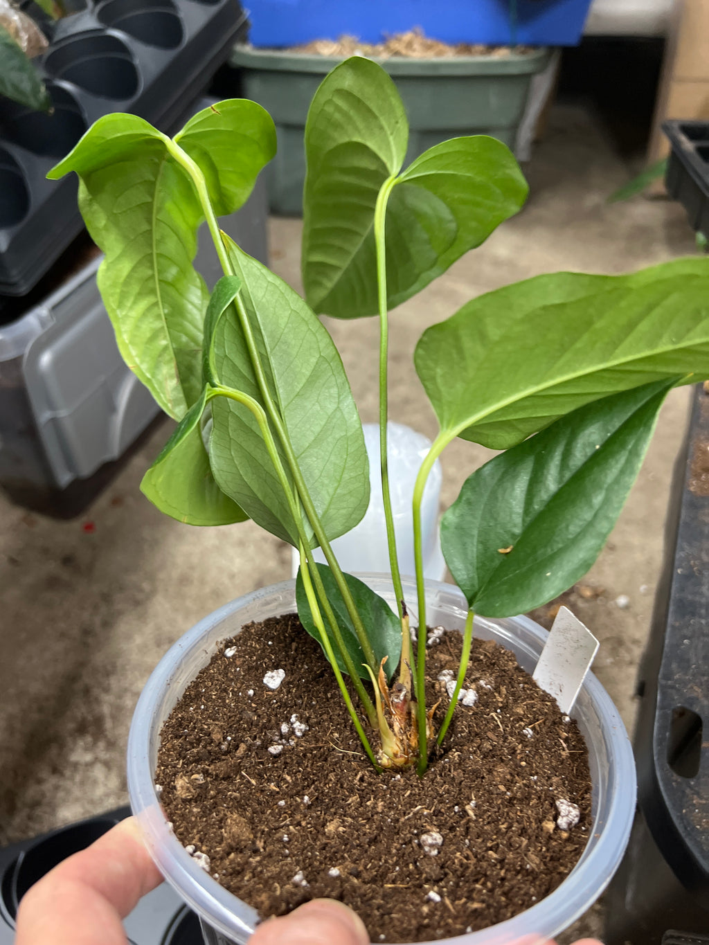 Anthurium Brownii