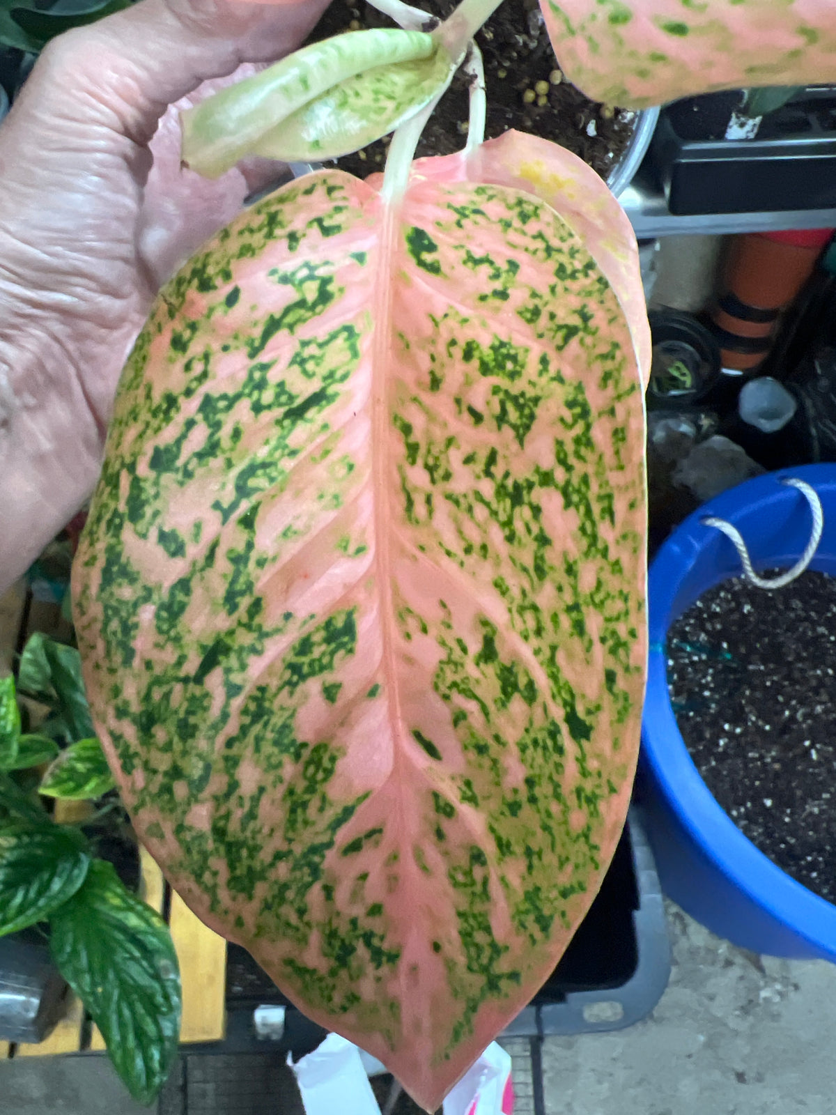 Aglaonema Orange Stardust